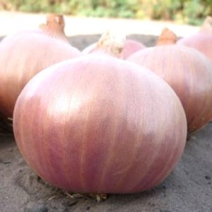 Semence d&rsquo;OIGNON SAFARI 100 gr