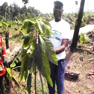 Engrais foliaire Bio-organique BIODEPOSIT EXILIR 12 ml – Cacao