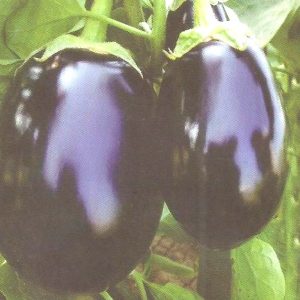 Semence hybride d&rsquo;AUBERGINE KALENDA F1 50 gr