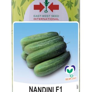 Semence hybride de CONCOMBRE HYBRIDE NANDINI F1 50 gr