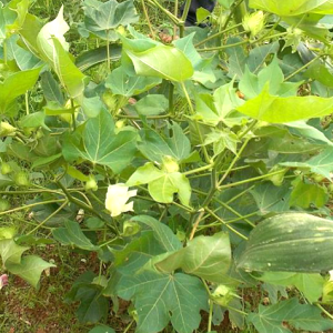 Engrais foliaire Bio-organique BIODEPOSIT EXILIR 12 ml – Gombo