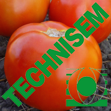 Semence de TOMATE RODEO 62 50 gr