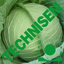 Semence hybride de CHOU F1 FORTUNE 10 gr