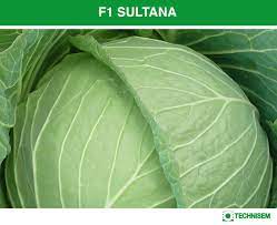 Semence hybride de CHOU F1 SULTANA 10 gr