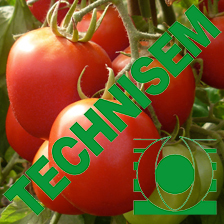 Semence hybride de TOMATE F1 COBRA 26 1 gr