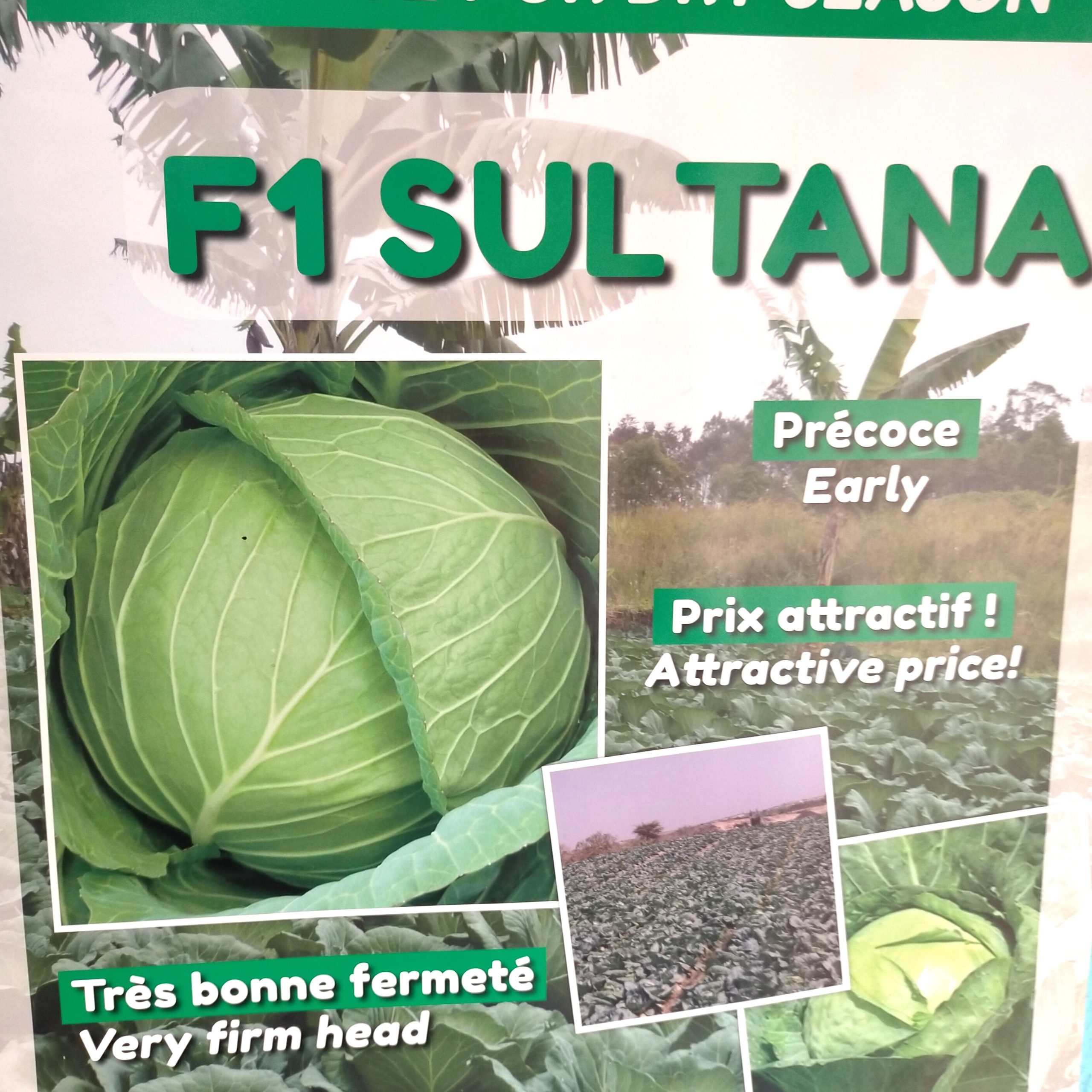 Semence hybride de CHOU F1 SULTANA 10 gr