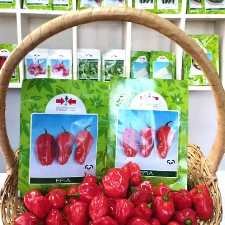 Semence de PIMENT EFIA 2,5 gr