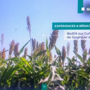 Insecticide liquide 100% Bio BIOELIT 1 litre – Sorgho, mil