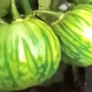 Semence d&rsquo;AUBERGINE AFRICAINE YELO