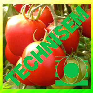 Semence hybride de TOMATE F1 COBRA 26 1 gr