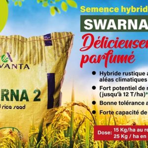Semence hybride de RIZ SWARMA 2 F1 5 kg