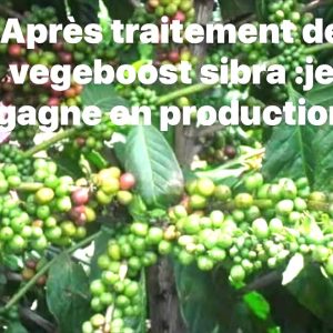 Engrais-fongicide foliaire biologique VEGEBOOST SIBRA 500 ml – Café