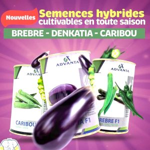 Semence hybride d&rsquo;AUBERGINE DENKATIA F1 50 gr