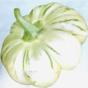 Semence d&rsquo;AUBERGINE AFRICAINE JAXATU KEUR MBIR NDAO