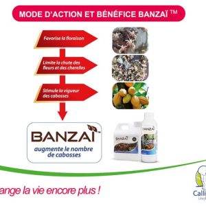 Biostimulant liquide BANZAI BONUS 200 ml (2 en 1) – Spécial cacao