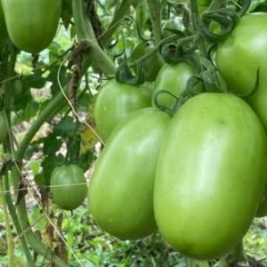 Biostimulant foliaire BM START 1 litre – Spécial cultures maraichères