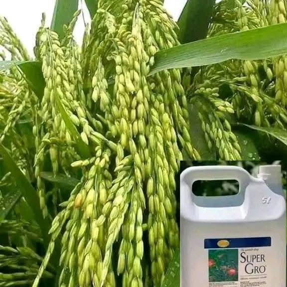 Engrais foliaire 100% Bio-naturel SUPER GRO 5 litres – Riz