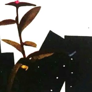 Sachet de pépinières pour Bananier 50U L30 x l30