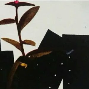 Sachet de pépinières pour Cacaoyer 100U L29 x l20