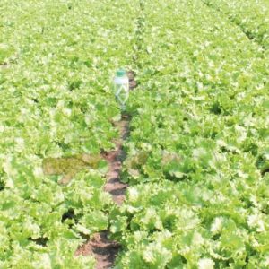 Engrais foliaire KARA GREEN 1 litre – Laitue, salade