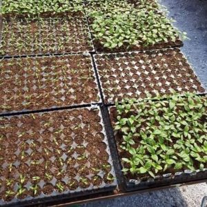 Alvéole agricole 96 trous – Toutes les cultures