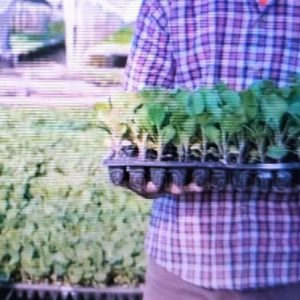 Alvéole agricole 98 trous – Toutes les cultures