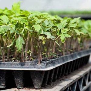 Alvéole agricole 105 trous – Toutes les cultures