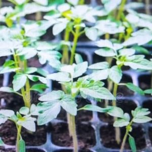 Alvéole agricole 98 trous – Toutes les cultures