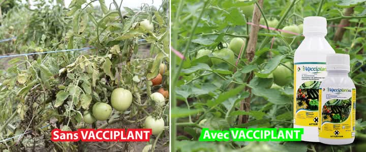Fongicide liquide 100% Biologique VACCIPLANT 45 SL 500 ml – Cultures maraichères