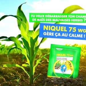 Herbicide granulé sélectif de post-levée du maïs NIQUEL 75 WG 12,5 gr