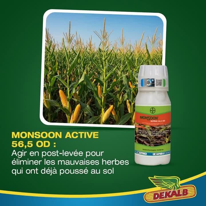 Herbicide liquide sélectif de post-levée MONSON ACTIVE 56,5 OD 250 ml – Maïs
