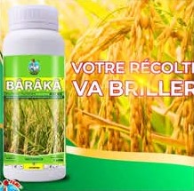 Herbicide liquide sélectif KABABIN 40 SC 1 litre – Maïs