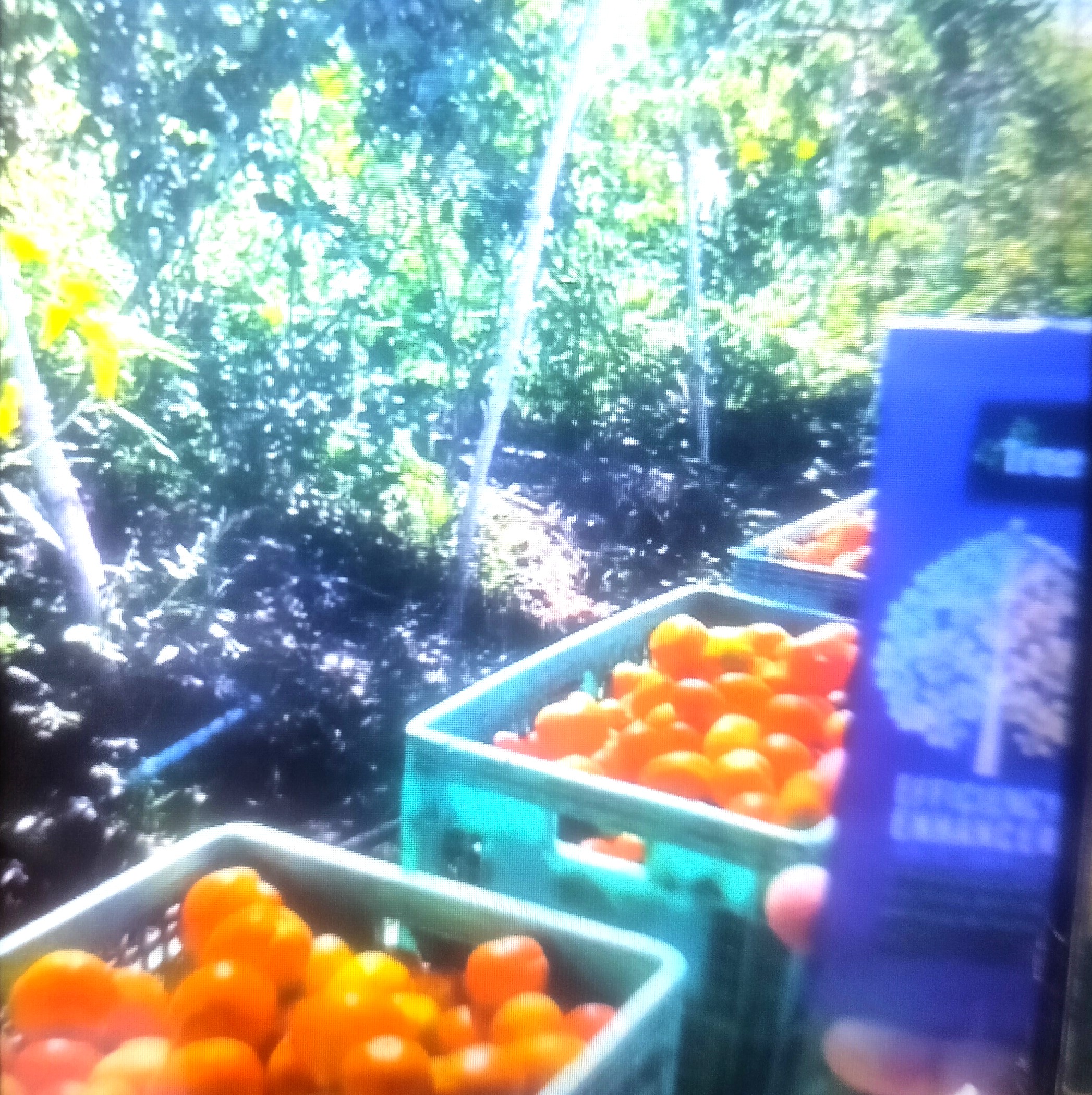 Engrais poudre Bio 100% naturel 4TREE 5 gr – Tomate