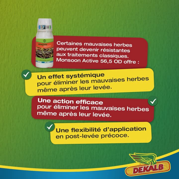 Herbicide liquide sélectif de post-levée MONSON ACTIVE 56,5 OD 250 ml – Maïs