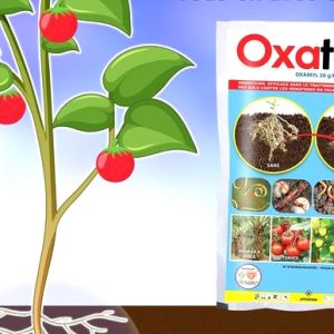 Anti-nématodes granulé OXATOP 50 GR 1 kg – Palmier à huile, cultures maraichères