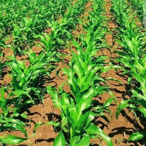 Herbicide liquide sélectif de post-levée HERBEXTRA 720 SL 1 litre – Riz, maïs, canne à sucre