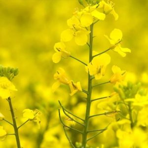 Nitrate de potassium (Ca(NO3)2) 25 kg – Toutes les cultures