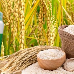 Herbicide liquide sélectif MALOFLA PLUS 200 OD 1 litre – Riz