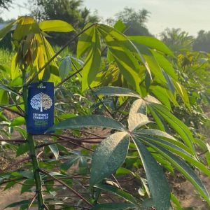 Engrais poudre ionique biologique 100% naturel 4THREE 5 gr – Manioc