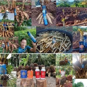 Engrais poudre ionique biologique 100% naturel 4THREE 5 gr – Manioc