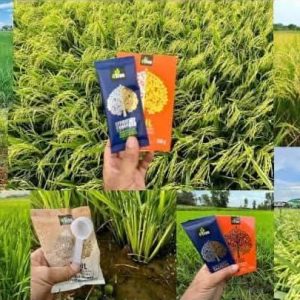 Engrais poudre ionique biologique 100% naturel 4THREE 5 gr – Riz