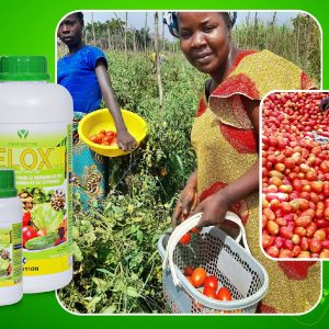 Herbicide liquide sélectif BELOX 108 EC 1 litre – Cultures maraichères, coton