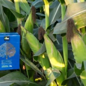 Engrais poudre ionique biologique 100% naturel 4THREE 5 gr – Maïs