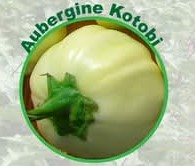 Semence d’AUBERGINE AFRICAINE KOTOBI 50 gr