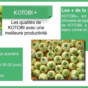 Semence d’AUBERGINE AFRICAINE KOTOBI+ 50 gr