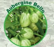 Semence d’AUBERGINE AFRICAINE BELLO 50 gr
