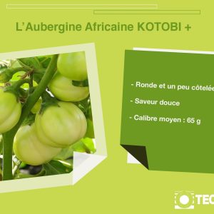 Semence d’AUBERGINE AFRICAINE KOTOBI+ 50 gr