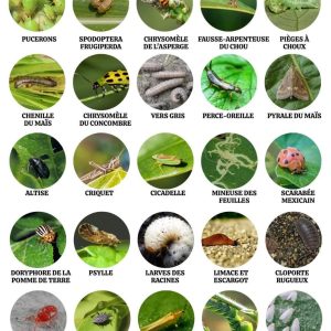 Insecticide liquide TERMIX 480 EC 500 ml – Cultures maraichères