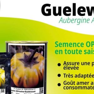 Semence d’AUBERGINE AFRICAINE GUELEWARD 25 gr