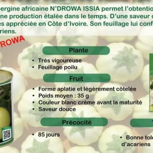 Semence d&rsquo;AUBERGINE AFRICAINE N&rsquo;DROWA ISSIA 50 gr